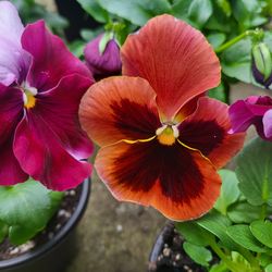 Large Orange Variegated Bicolor Pansy Flower Plants! Perrennial Vareity! Several Colors Available! 2026 Plants Are Available Now And Selling Fast!