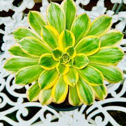 Beautiful Sunburst AEONIUM Plant 
