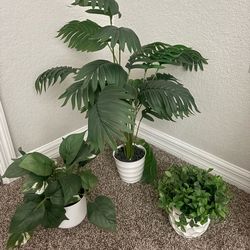 Decorative Plants New with White Pots