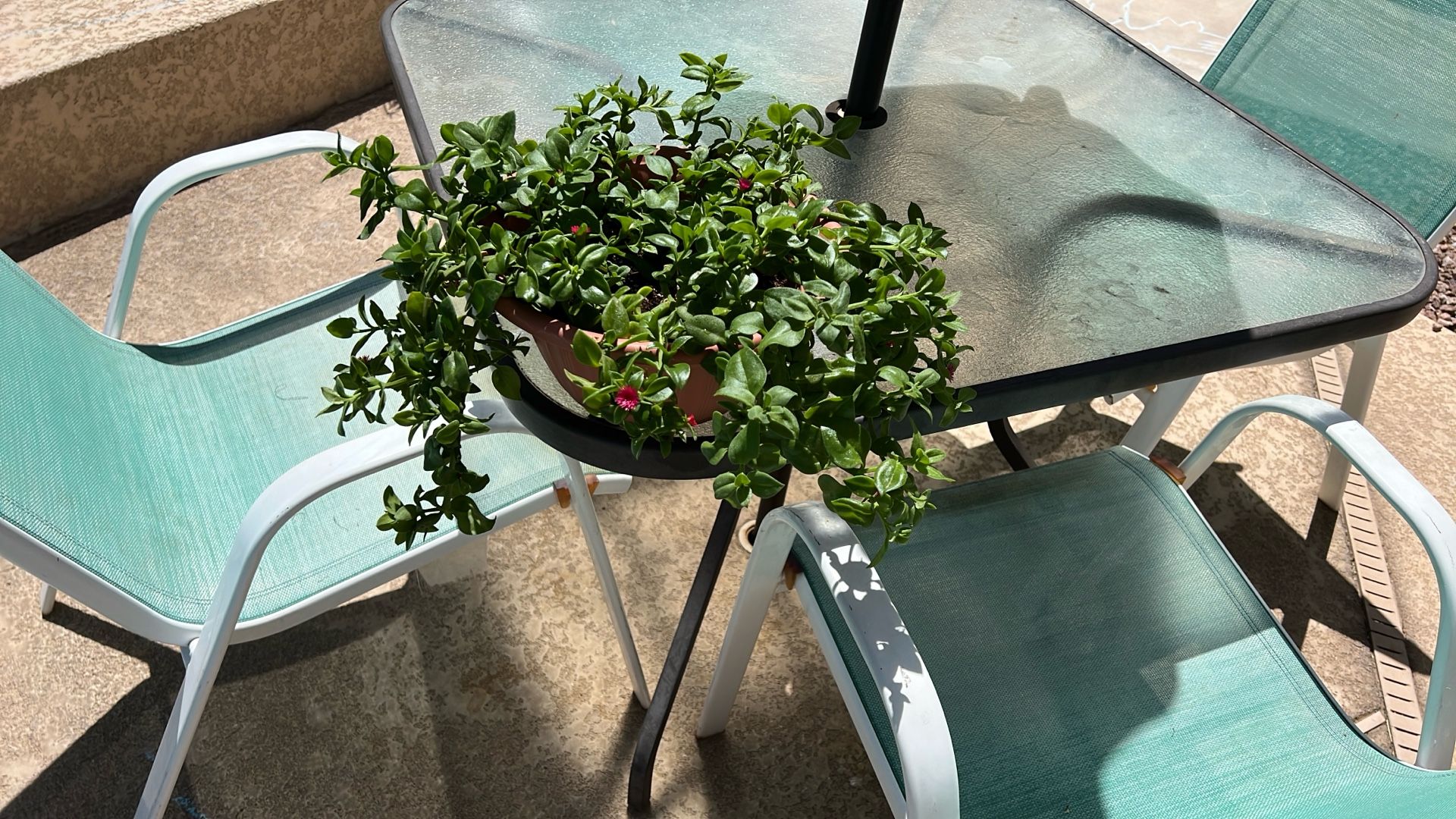 SUNNY. ROSE. FLOWERING. PLANT