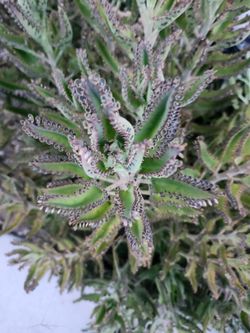 Planta Mala Madre