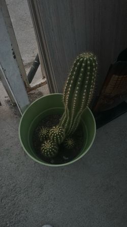 Catctus