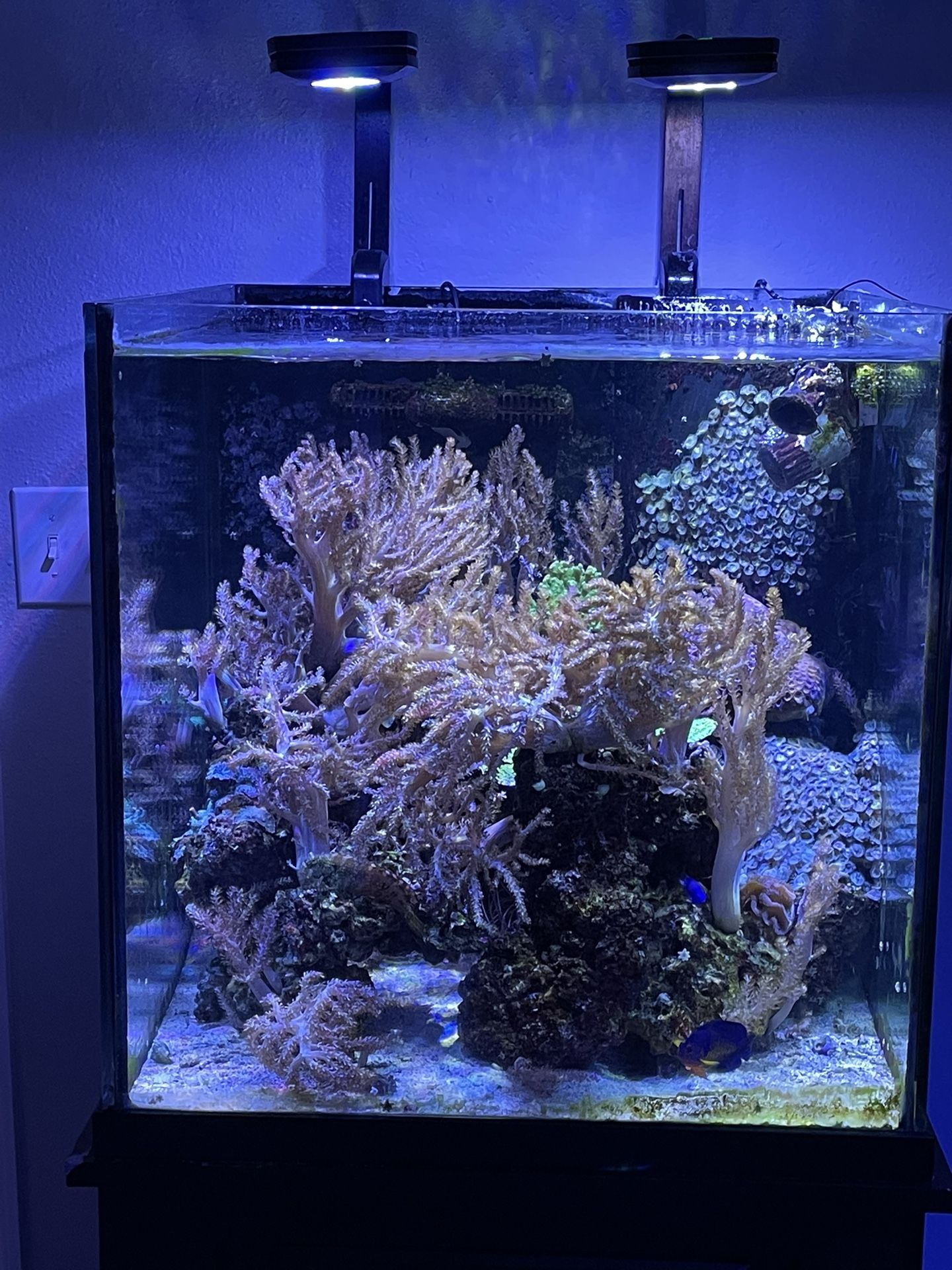 60 Gallon Rimless Cube All In One Reef Tank Aquarium Saltwater Fish Tank