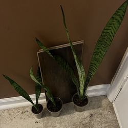 Sansevieria Snake Plants (read Description Below)