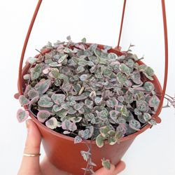 Ceropegia Woodii Strings of Hearts Variegated Plant 6" Pot - Indoor House Plants