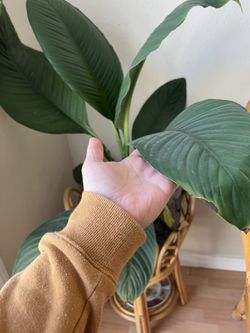 Spathyphyllum Sensation. Huge Peace Lily