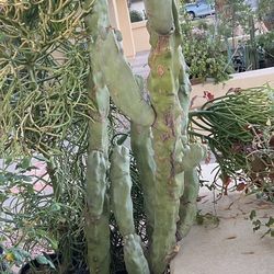 Thornless Multi-branched Totem Pole 