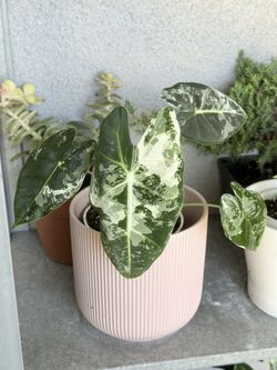 Variegated Alocasia Frydek