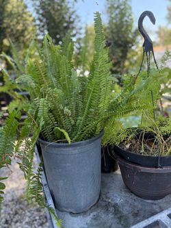 Furn green plant