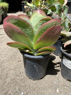 Succulent one gallon pot