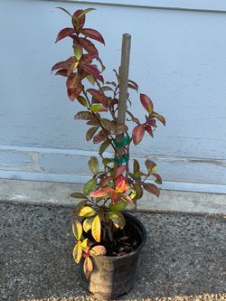 Star jasmine tree