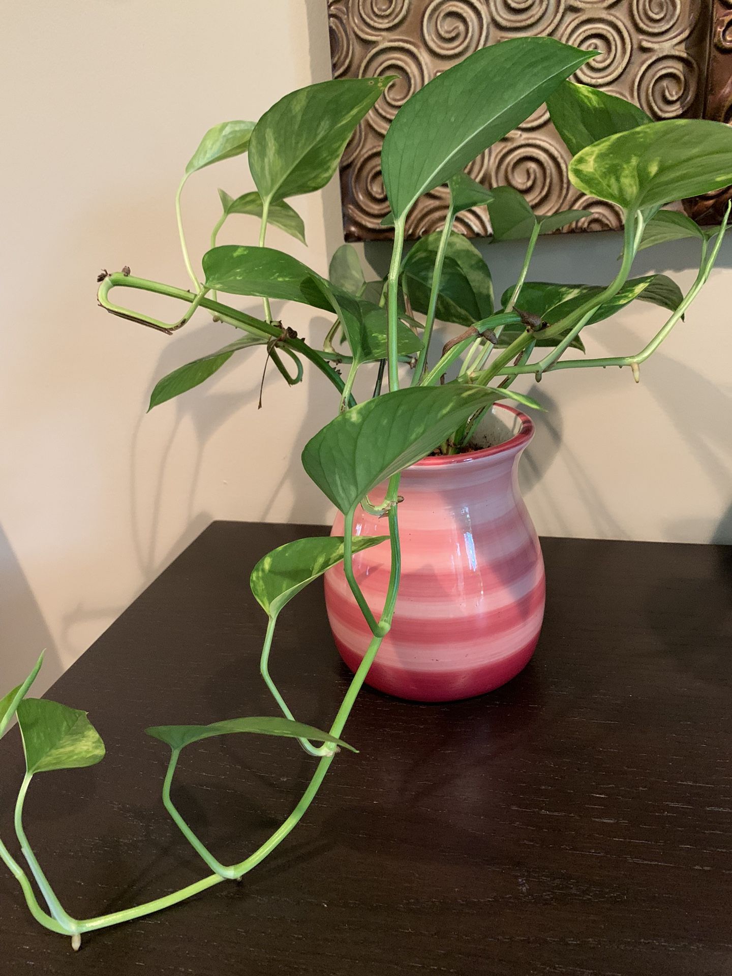 House Plants