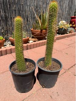 Cactus beautiful 20” & 18.5”, each $9