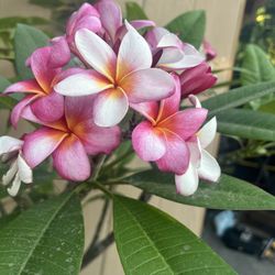 Plumerias 