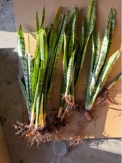 Snake plant