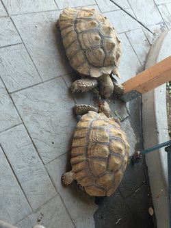 Tortoise house