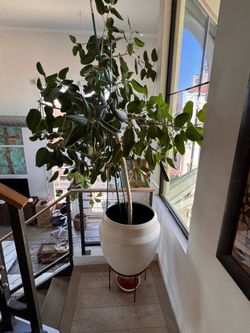 Designer Indoor Plant Collection – 4 Large Mature Plants with Decorative Pots & Stands – $550
