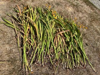 Crocosmia  bulbs bundle