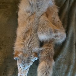 BLONDE COYOTE TAXIDERMY PELT WALLHANGER