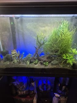 45 Gallon Fish Tank