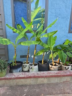 Grand Nain Banana MusaTree Pups 4-5ft Plus Feet
