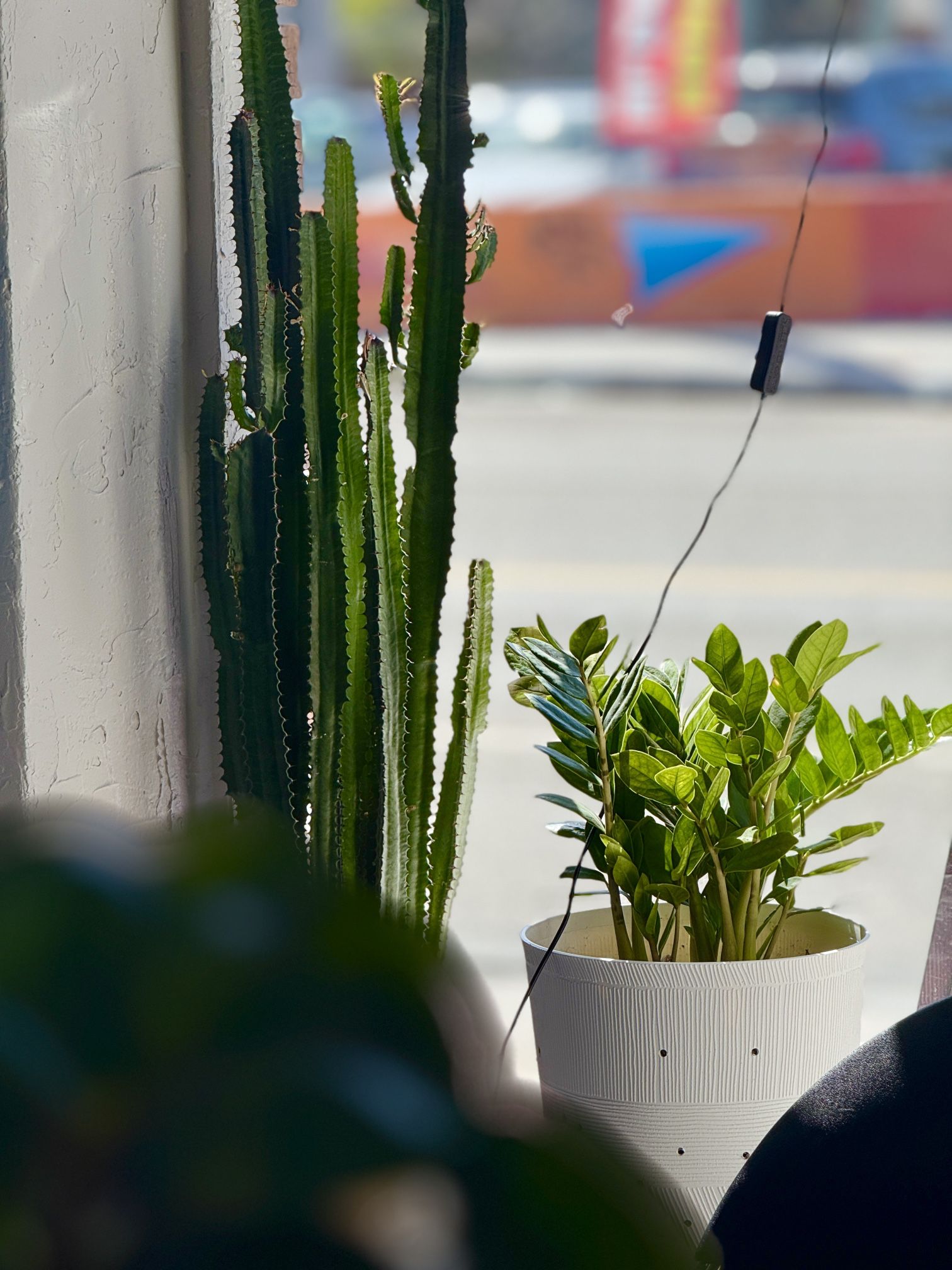 African Milk Tree (cactus) Very Healthy 5foot Tall