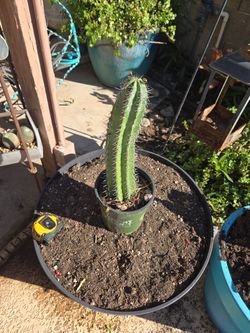 12in Tall  Rooted Stenocereus Cactus That Takes Full AZ Sun