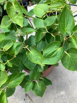Betel leaves plant (paan) big
