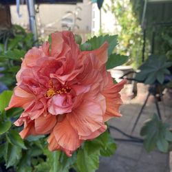 Platas De Obelisco Disposable O Hibiscus 