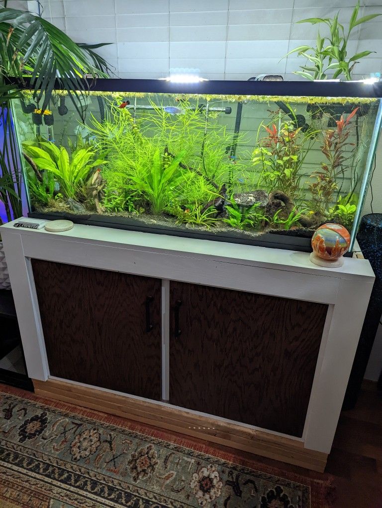 55gallon Tank Fully Stocked W/ Plants, Fish And Canister Filter