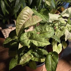 Variegated Arrowhead Plants (Syngonium)