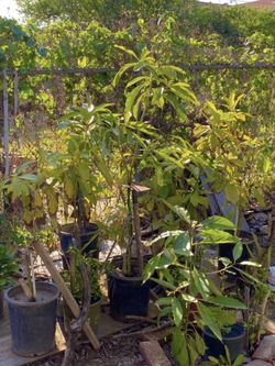 Avocado trees