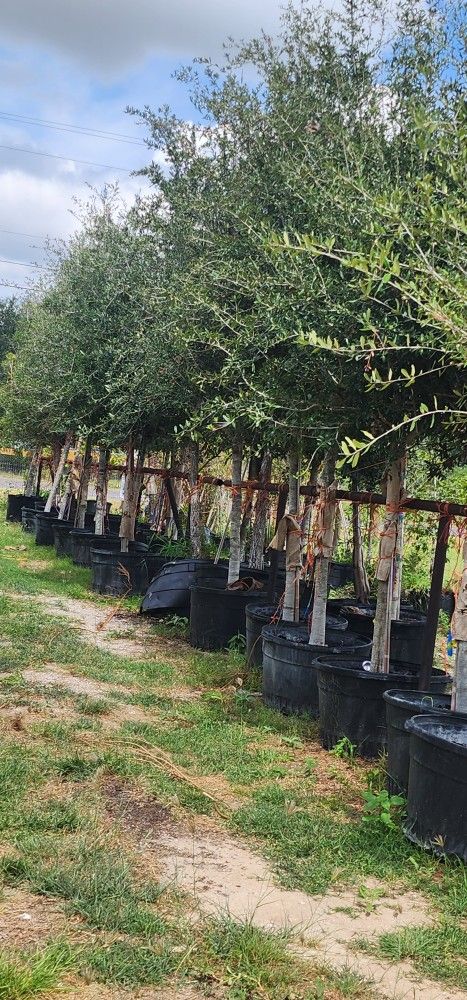 Arboles De Encinos De 45gallones 16ft Tall