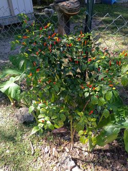 Grove pepper plants