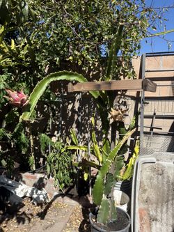 Red Color Dragon Fruit Tree