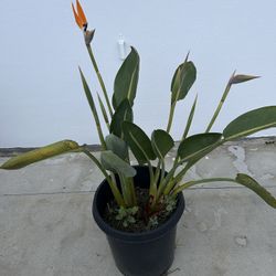 Bird Of Paradise  Plant 🪴 