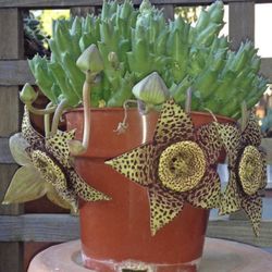 4” Orbea Variegated Soon To Bloom (first Pic Is Reference )