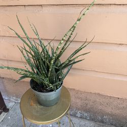 6” Sansiveria Fern Wood