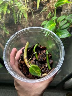 Propagation cup