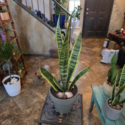 Sansevieria Snake Plant In 7in New Ceramic Pot With Shells And Stones 