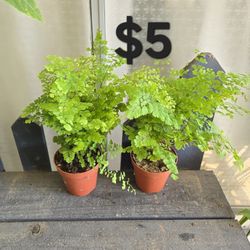 Maiden Hair Fern Plants