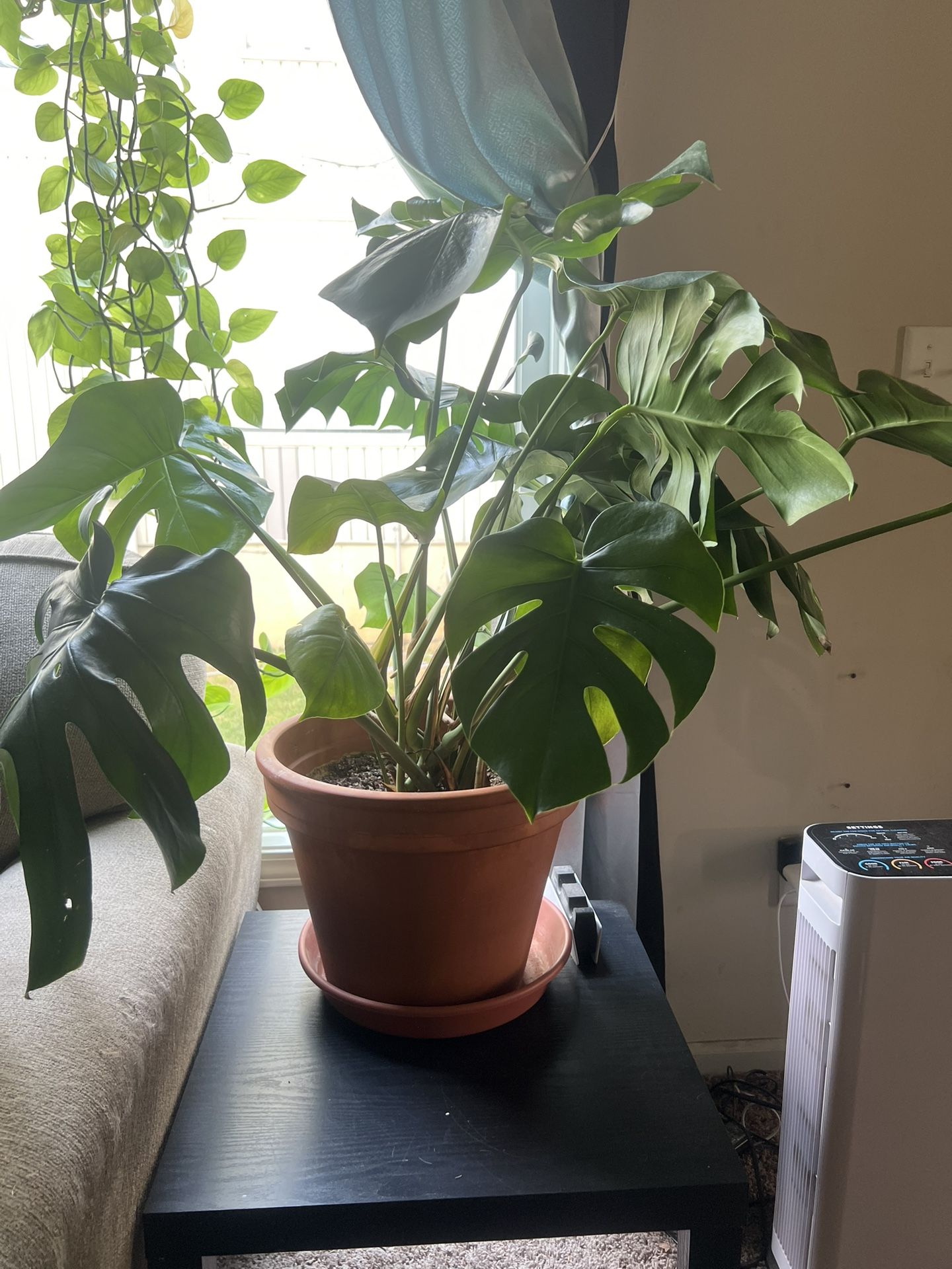 Mature Monstera Deliciosa