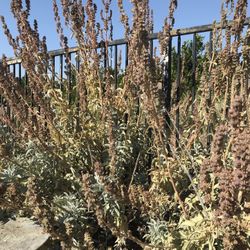 White Sage Seed Stick Fresh Pick. Ready For Planting. 
