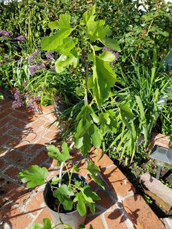 Organic Fig Tree