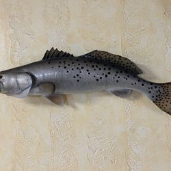 Speckled Trout Fish Taxidemry  Mount Taxidermy 