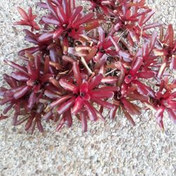 Fiery Red BOMILIADS IN LARGE CLAY BOWL