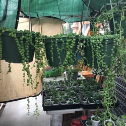 STRING Of PEARLS , And $1 SUCCULENT STARTERS 