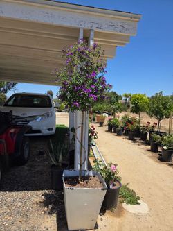 $145 Lycianthes Rantonnetii, Potato Bush 🪻