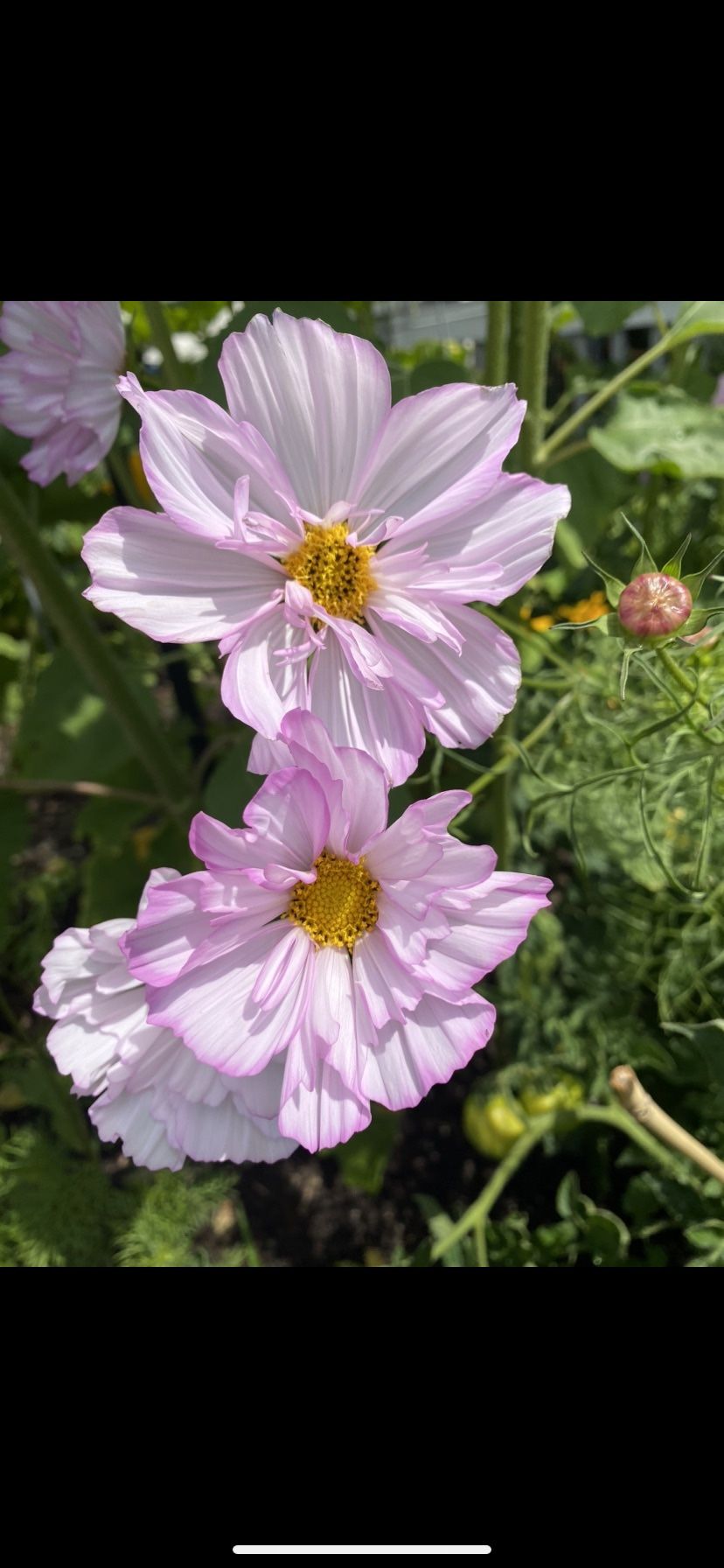 Cosmo Plants