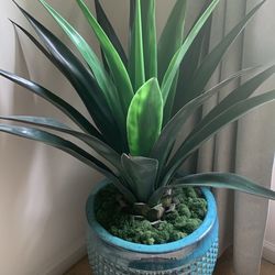 Beautiful Plant